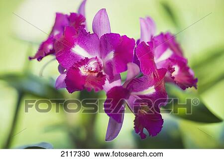 Hawaii, Big Island, Bunch of dark pink Orchid blossoms. View Large Photo Image Stock Image - Hawaii, Big Island, Bunch of dark pink Orchid blossoms.. Fotosearch