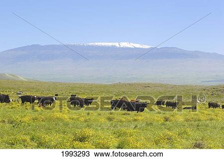 Stock Image - Hawaii, Big Island, Cattle Grazing Along Saddle Road With Snow Covered Mauna Kea In The Back Ground.. Fotosearch
