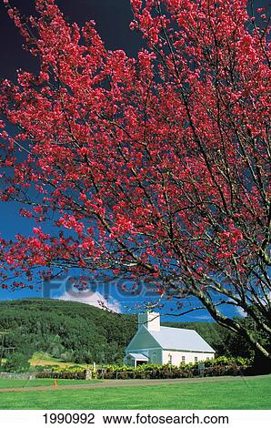 Stock Image - Hawaii, Big Island, Cherry Blossom Tree, Imiola Church In The Distance.. Fotosearch