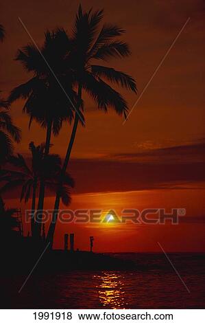 Hawaii, Big Island, City Of Refuge, Silhouette Of Conch Shell Blower And Palm Tree At Sunset, Vivid Red Sky. View Large Photo Image Stock Photo - Hawaii, Big Island, City Of Refuge, Silhouette Of Conch Shell Blower And Palm Tree At Sunset, Vivid Red Sky.. Fotosearch
