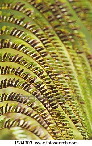 Hawaii, Big Island, Close-Up Of Hapu'u Fern. View Large Photo Image Stock Image - Hawaii, Big Island, Close-Up Of Hapu'u Fern.. Fotosearch