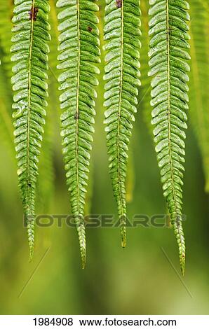 Hawaii, Big Island, Close-Up Of Hapu'u Fern. View Large Photo Image Stock Photo - Hawaii, Big Island, Close-Up Of Hapu'u Fern.. Fotosearch