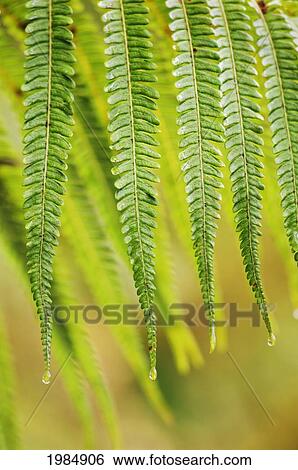 Hawaii, Big Island, Close-Up Of Hapu'u Fern. View Large Photo Image Stock Photograph - Hawaii, Big Island, Close-Up Of Hapu'u Fern.. Fotosearch