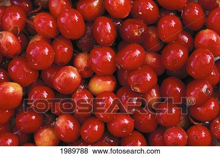 Hawaii, Big Island, Close-Up Of Kona Coffee Cherry Beans, Background View Large Photo Image Stock Photo - Hawaii, Big Island, Close-Up Of Kona Coffee Cherry Beans, Background. Fotosearch