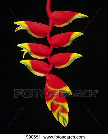 Hawaii, Big Island, Close-Up Strand Of Red Lobster Claw Heliconia, Green And Yellow Tips View Large Photo Image Stock Image - Hawaii, Big Island, Close-Up Strand Of Red Lobster Claw Heliconia, Green And Yellow Tips. Fotosearch