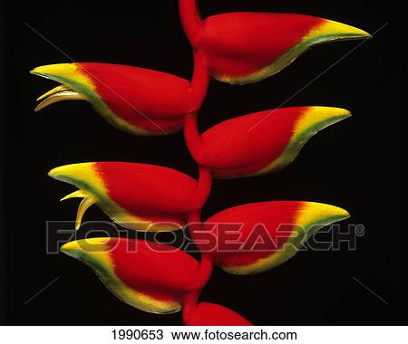 Hawaii, Big Island, Close-Up Strand Of Red Lobster Claw Heliconia, Green And Yellow Tips View Large Photo Image Stock Image - Hawaii, Big Island, Close-Up Strand Of Red Lobster Claw Heliconia, Green And Yellow Tips. Fotosearch