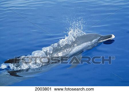 Stock Image - Hawaii, Big Island, Close-Up View From Above Spotted Dolphin Coming Out Of Ocean, Bubbles On Body. Fotosearch