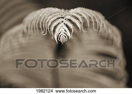 Picture - Hawaii, Big Island, Closeup of hapu'u tree fern tip, Selective focus (black and white photograph). Fotosearch