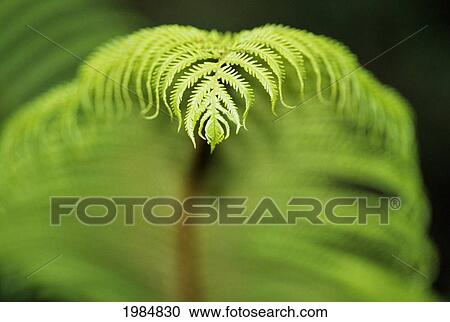 Hawaii, Big Island, Closeup Of Hapu'u Fern (Tree Fern) Tip. View Large Photo Image Stock Image - Hawaii, Big Island, Closeup Of Hapu'u Fern (Tree Fern) Tip.. Fotosearch