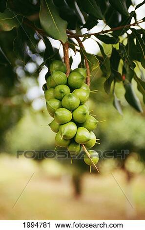 Hawaii, Big Island, Closeup Of Macadamian Nuts On A Tree View Large Photo Image Stock Image - Hawaii, Big Island, Closeup Of Macadamian Nuts On A Tree. Fotosearch