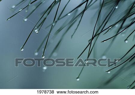 Stock Photo - Hawaii, Big Island, Closeup Of Raindrops Dripping From Pine Needles.. Fotosearch