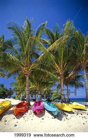 Stock Photo - Hawaii, Big Island, Colorful Canoes Lined Up Under Palm Trees. Fotosearch