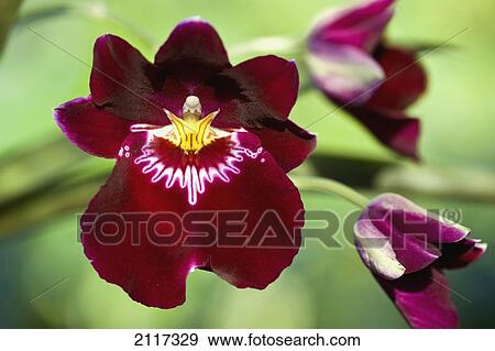 Stock Photo - Hawaii, Big Island, Detail of a red Orchid blossom and buds.. Fotosearch