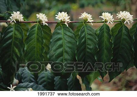 Hawaii, Big Island, Flowering Kona Coffee Trees. View Large Photo Image Stock Photo - Hawaii, Big Island, Flowering Kona Coffee Trees.. Fotosearch