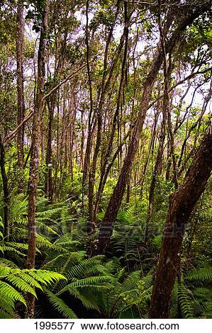 Stock Photo - Hawaii, Big Island, Forest Of Ferns And Trees. Fotosearch
