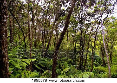 Stock Photo - Hawaii, Big Island, Forest Of Ferns And Trees. Fotosearch