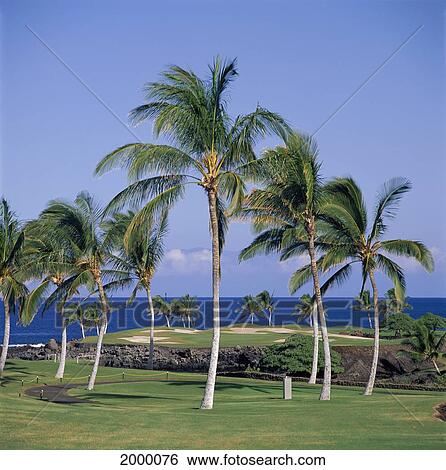 Stock Photograph - Hawaii, Big Island, Francis I'i Brown Golf Course South Course Palm Lined With Hole Background, Ocean D1311. Fotosearch