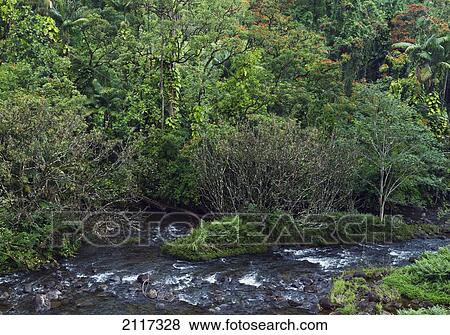 Stock Photo - Hawaii, Big Island, Hakalau, Lush Rainforest and stream.. Fotosearch