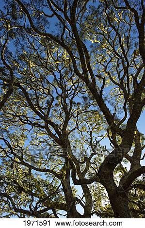 Stock Image - Hawaii, Big Island, Hakalau Wildlife Refuge, Koa Tree Covered In Moss.. Fotosearch