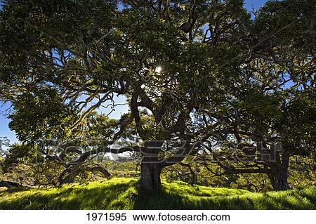 Stock Photography - Hawaii, Big Island, Hakalau Wildlife Refuge, Koa Tree And Sunlight.. Fotosearch