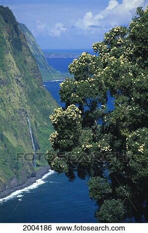Stock Photograph - Hawaii, Big Island, Hamakua Coast From Waipio Valley Overlook, Flowering Paper Bark Tree Waterfall Ocean. Fotosearch