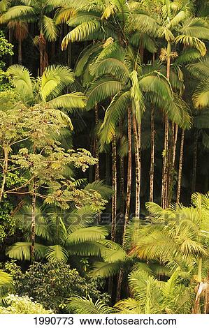 Stock Image - Hawaii, Big Island, Hamakua Coast, Lush Rainforest Along The Coast.. Fotosearch