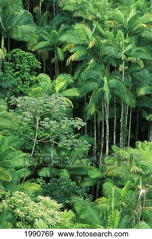 Stock Photo - Hawaii, Big Island, Hamakua Coast, Lush Rainforest Along The Coast.. Fotosearch