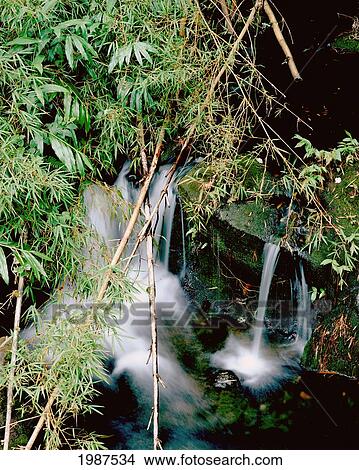 Picture - Hawaii, Big Island, Hamakua Coast, Akaka Falls State Park, Bamboo And Stream.. Fotosearch