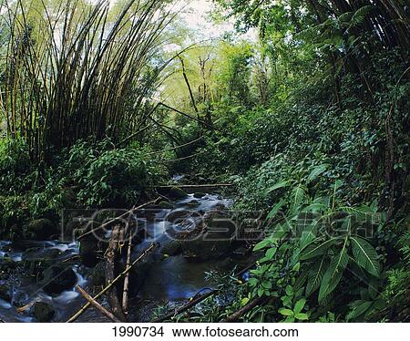 Hawaii, Big Island, Hamakua Coast, Akaka Falls State Park, Bamboo Forest View Large Photo Image Picture - Hawaii, Big Island, Hamakua Coast, Akaka Falls State Park, Bamboo Forest. Fotosearch