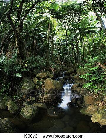 Hawaii, Big Island, Hamakua Coast, Onomea Rainforest Stream View Large Photo Image Stock Image - Hawaii, Big Island, Hamakua Coast, Onomea Rainforest Stream. Fotosearch