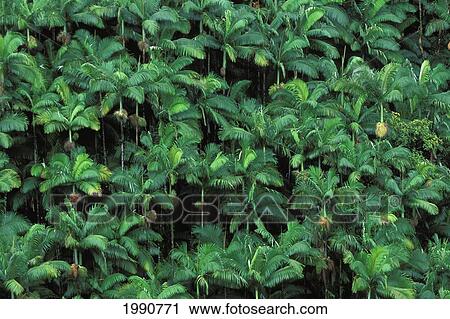 Stock Image - Hawaii, Big Island, Hamakua Coast, Forest Of Lush Green Palm Tree Tops.. Fotosearch