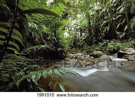 Stock Image - Hawaii, Big Island, Hamakua Coast, Onomea Tropical Rainforest Stream. Fotosearch