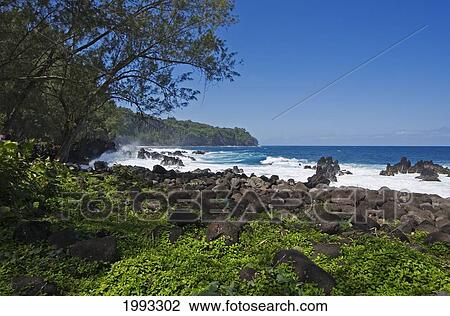 Stock Image - Hawaii, Big Island, Hamakua Coast Viewed From Laupahoehoe State Park.. Fotosearch