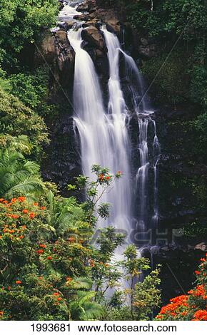 Stock Image - Hawaii, Big Island, Hamakua Coast, Nanue Falls Surrounded By Orange African Tulip Tree. Fotosearch