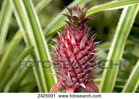 Stock Image - Hawaii, Big Island, Hamakua Coast, Ornamental Pineapple Flowers at the Hawaii Tropical Botanical Garden.. Fotosearch