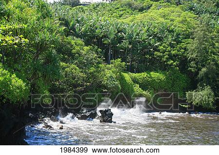 Stock Photo - Hawaii, Big Island, Hamakua Coast, Onomea Bay, Waves Crash Against The Rocky Shore.. Fotosearch