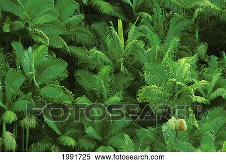 Stock Photography - Hawaii, Big Island, Hamakua Coast, Tops Of Palm Trees From Above.. Fotosearch