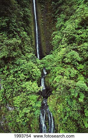 Picture - Hawaii, Big Island, Hamakua, Distant View Of Waterfall Surrounded By Dense Vegetation.. Fotosearch