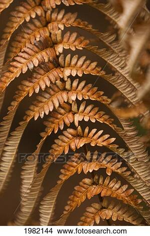 Hawaii, Big Island, Hawaii Volcanoes National Park, Fern and Ohia forest, detail of dried brown fern View Large Photo Image Picture - Hawaii, Big Island, Hawaii Volcanoes National Park, Fern and Ohia forest, detail of dried brown fern. Fotosearch