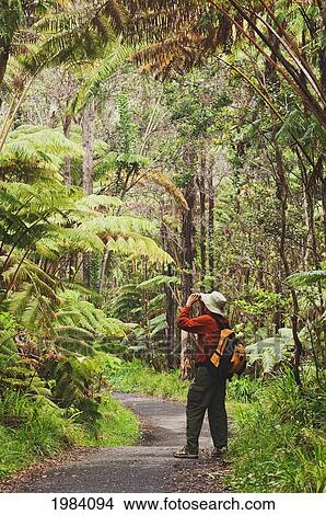 Picture - Hawaii, Big Island, Hawaii Volcanoes National Park, Hiker Taking Photos Along A Trail Through Native Rainforest At Thurston Lava Tube.. Fotosearch