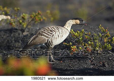Hawaii, Big Island, Hawaii Volcanoes National Park, Nene Goose (Nesochen Sandvicensis) Eating Ohelo Berries. View Large Photo Image Stock Image - Hawaii, Big Island, Hawaii Volcanoes National Park, Nene Goose (Nesochen Sandvicensis) Eating Ohelo Berries.. Fotosearch