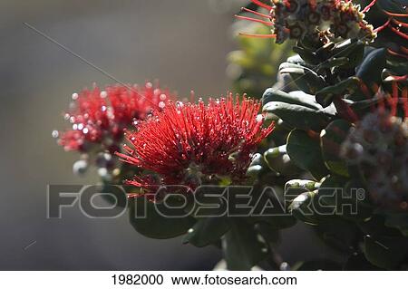 Hawaii, Big Island, Hawaii Volcanoes National Park, Ohi'a Lehua blossom View Large Photo Image Stock Image - Hawaii, Big Island, Hawaii Volcanoes National Park, Ohi'a Lehua blossom. Fotosearch