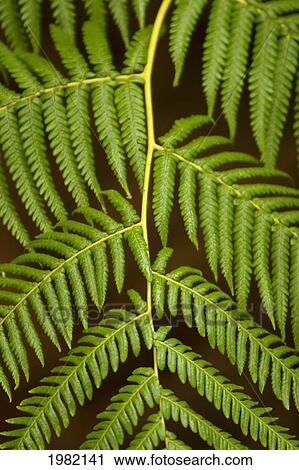 Stock Image - Hawaii, Big Island, Hawaii Volcanoes National Park, Fern and Ohia forest, detail of fern. Fotosearch