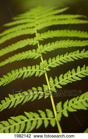 Hawaii, Big Island, Hawaii Volcanoes National Park, Fern and Ohia forest, detail of fern View Large Photo Image Stock Image - Hawaii, Big Island, Hawaii Volcanoes National Park, Fern and Ohia forest, detail of fern. Fotosearch