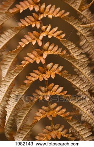 Hawaii, Big Island, Hawaii Volcanoes National Park, Fern and Ohia forest, detail of dried brown fern View Large Photo Image Stock Image - Hawaii, Big Island, Hawaii Volcanoes National Park, Fern and Ohia forest, detail of dried brown fern. Fotosearch