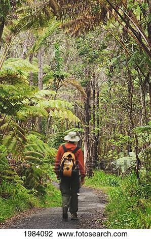 Stock Image - Hawaii, Big Island, Hawaii Volcanoes National Park, Hiker Walking Trail Through Native Rainforest At Thurston Lava Tube.. Fotosearch