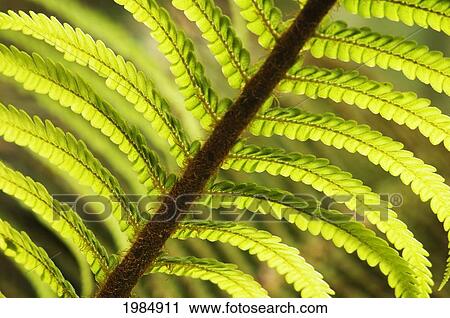 Hawaii, Big Island, Hawaii Volcanoes National Park, Close-Up Of Tree Fern Frond. View Large Photo Image Stock Image - Hawaii, Big Island, Hawaii Volcanoes National Park, Close-Up Of Tree Fern Frond.. Fotosearch