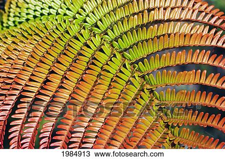 Hawaii, Big Island, Hawaii Volcanoes National Park, Close-Up Of Ama'uma'u Fern Frond. View Large Photo Image Stock Image - Hawaii, Big Island, Hawaii Volcanoes National Park, Close-Up Of Ama'uma'u Fern Frond.. Fotosearch