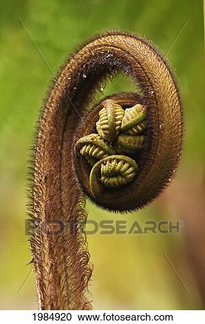 Stock Image - Hawaii, Big Island, Hawaii Volcanoes National Park, Close-Up Of Hapu'u Fern Frond Shoot.. Fotosearch