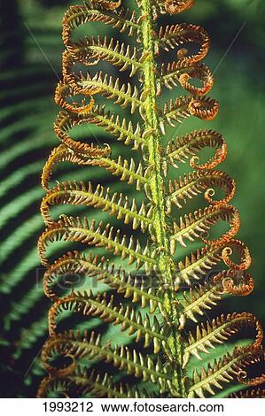 Hawaii, Big Island, Hawaii Volcanoes National Park, Close-Up Of Tree Fern View Large Photo Image Stock Image - Hawaii, Big Island, Hawaii Volcanoes National Park, Close-Up Of Tree Fern. Fotosearch